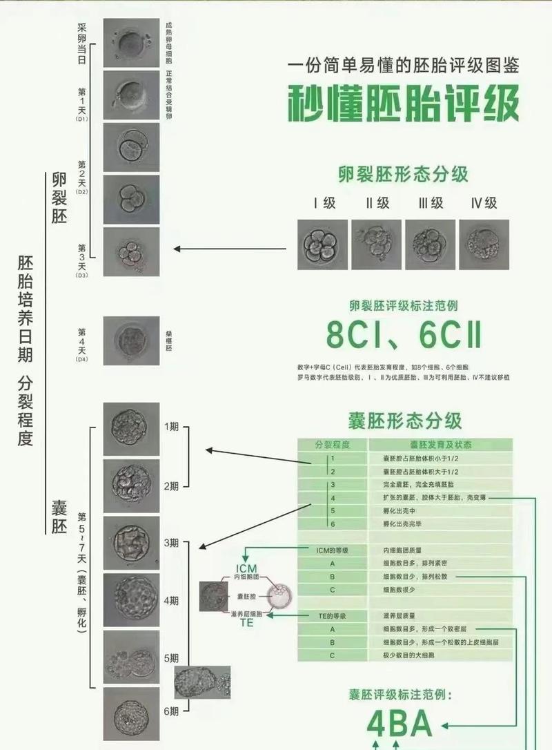 南京卵裂胚评分高低怎么看 对试管成功率影响大吗